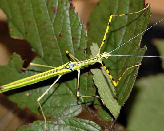 Le Monde Fascinant des Phasmes : Focus sur les Necroscia Annulipes