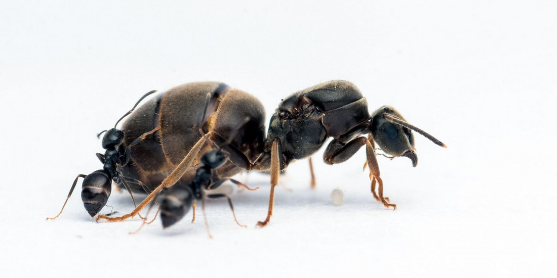 LA VIE DES FOURMIS
