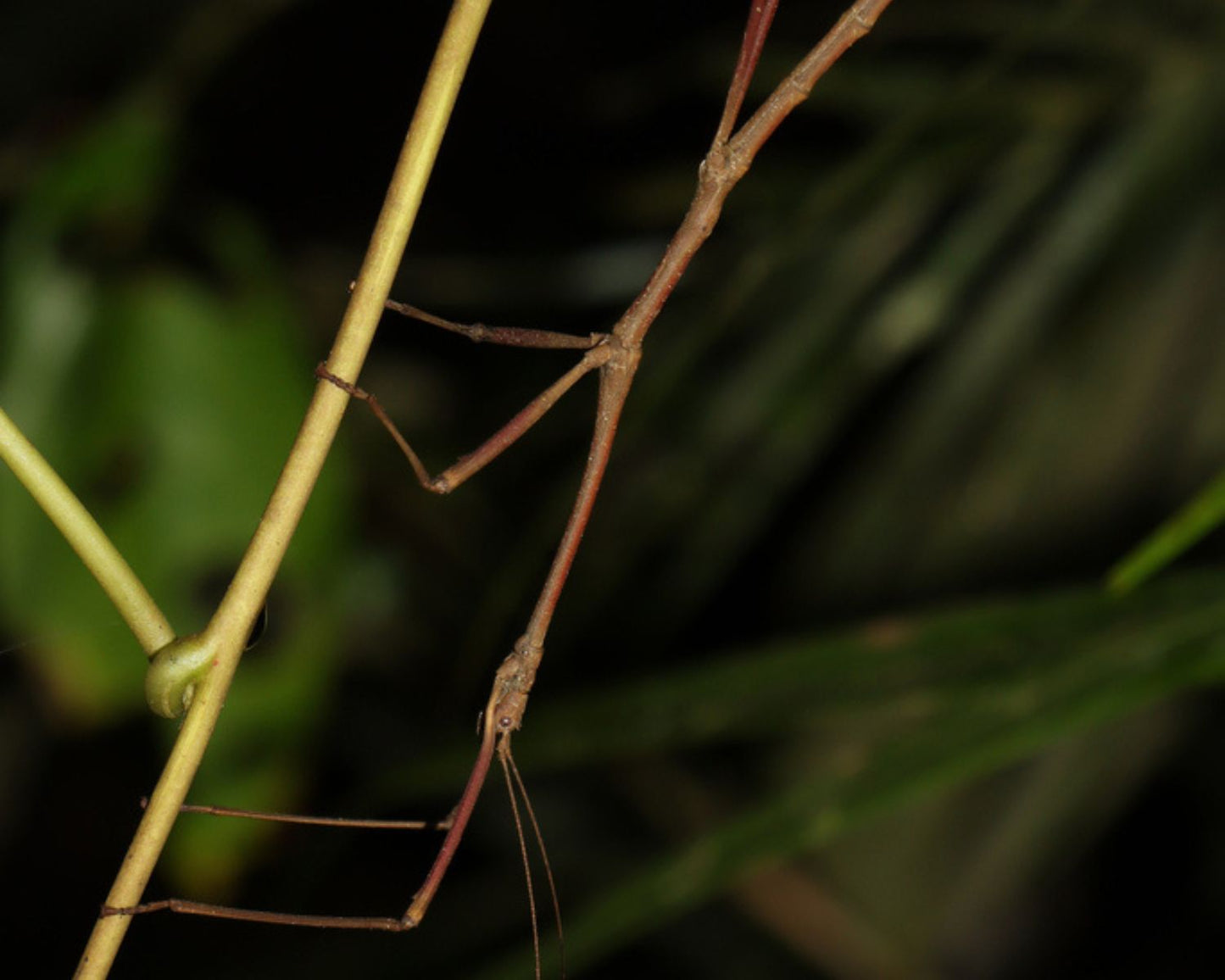 Phasme - Hermagoras foliopeda