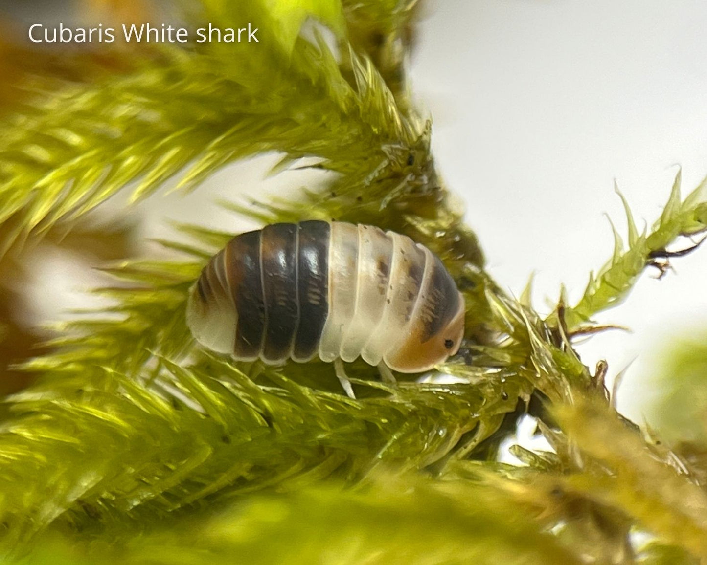 Kit d'élevage de cloportes