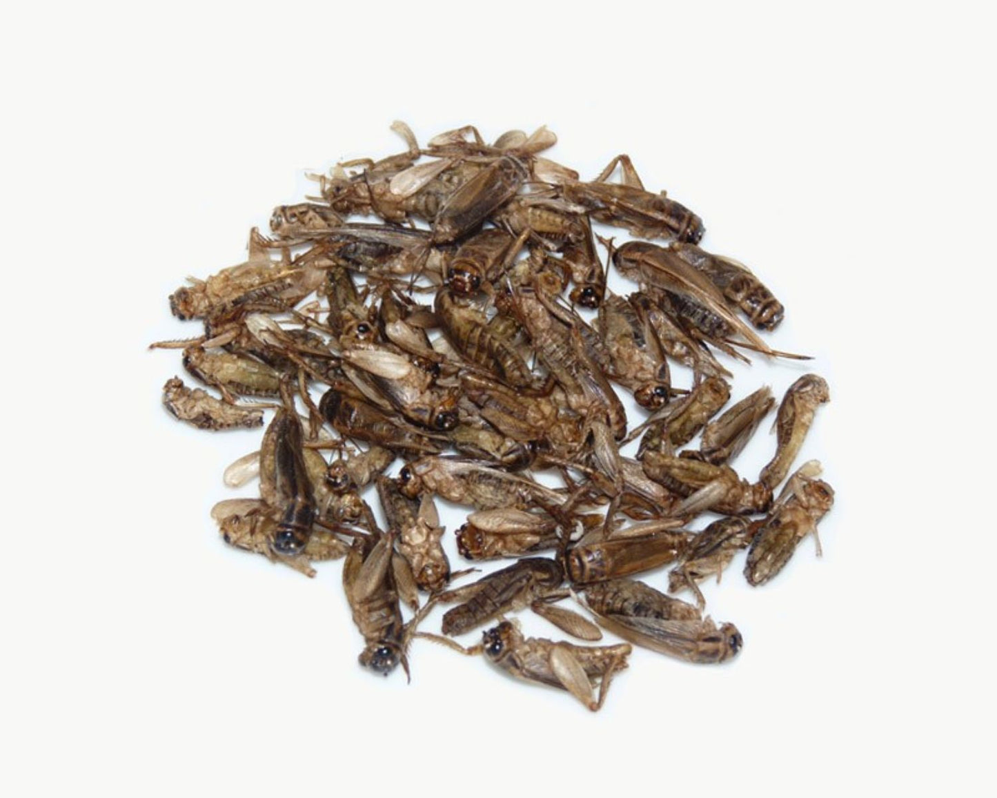 Dehydrierte Grillen 5g