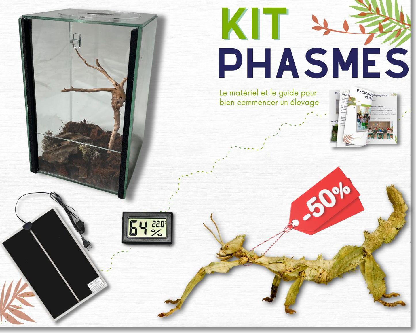 Geschenkset Phasmidenzucht