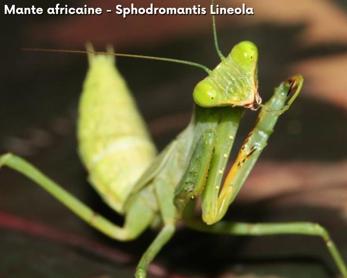 Aufzuchtset - Mantide (Gottesanbeterin)