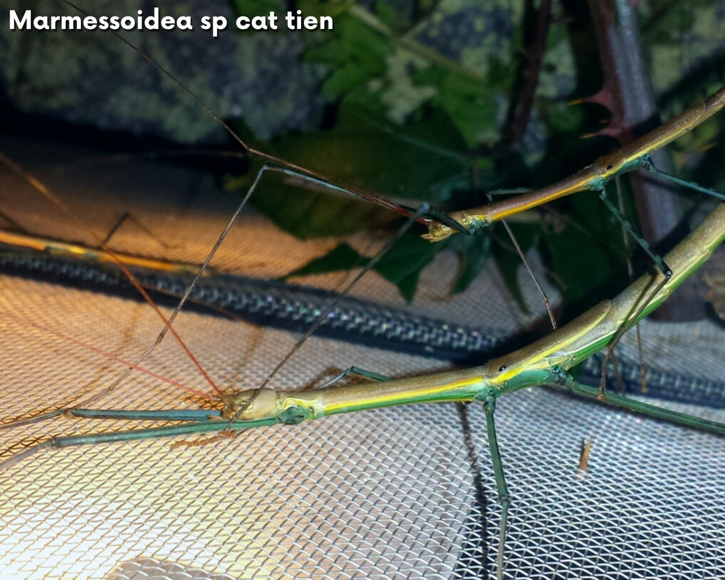 Kit d'élevage - Phasme