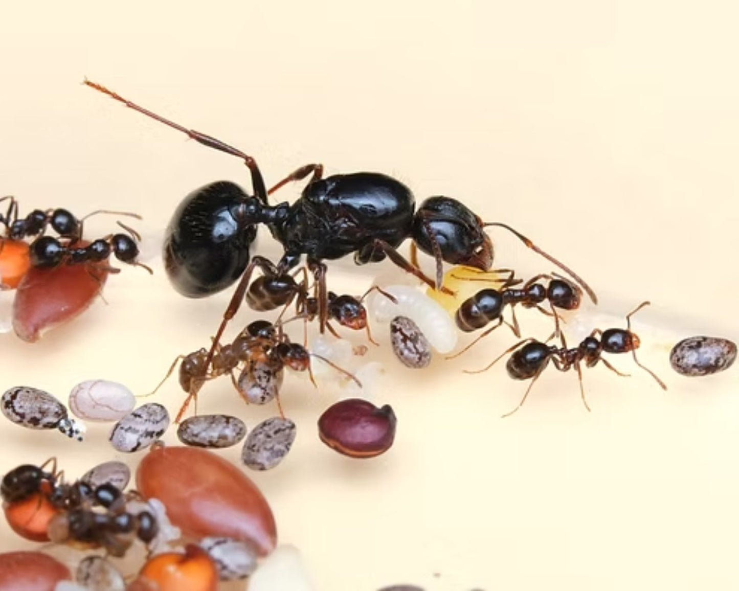 Fourmis - Messor wasmanni