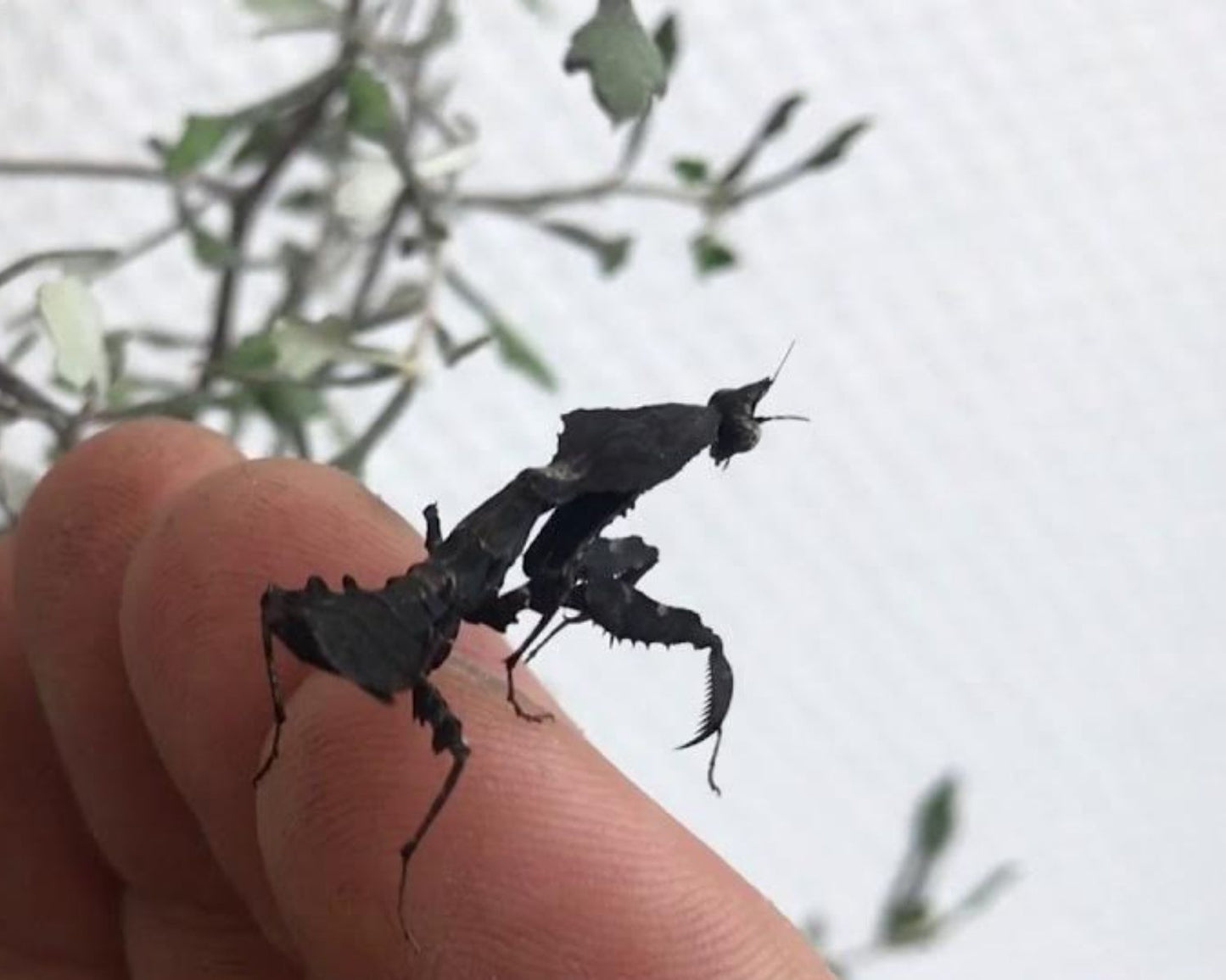 Mante - Parablepharis Kuhlii Asiatica