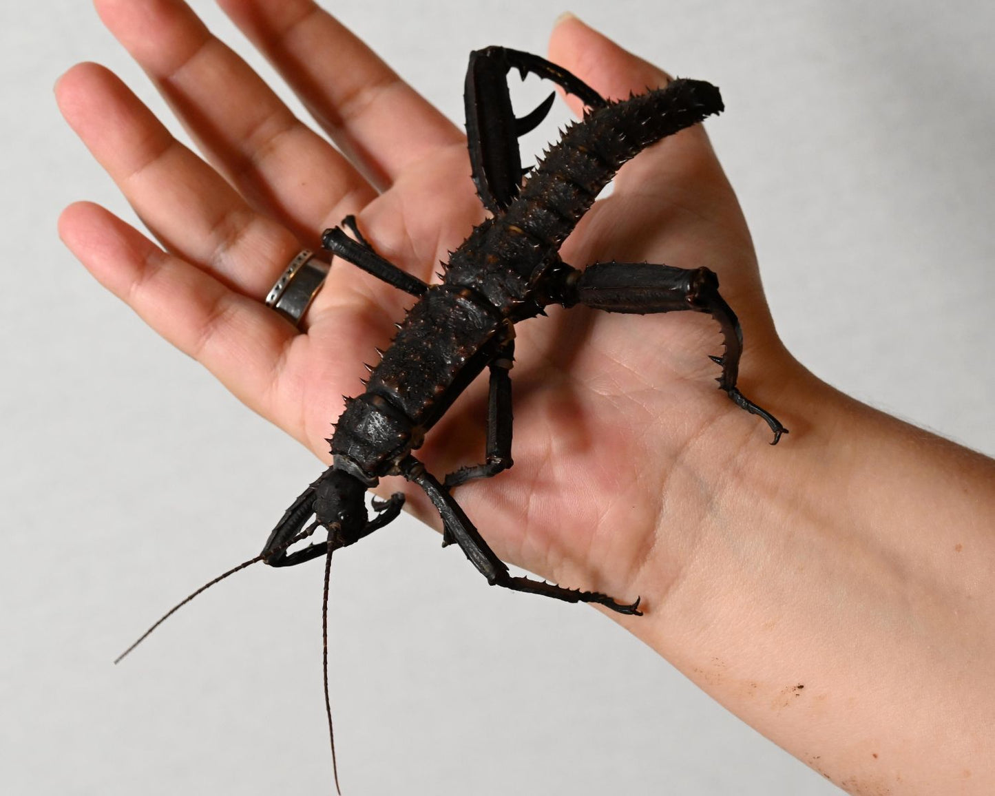 Stabheuschrecke - Eurycantha horrida