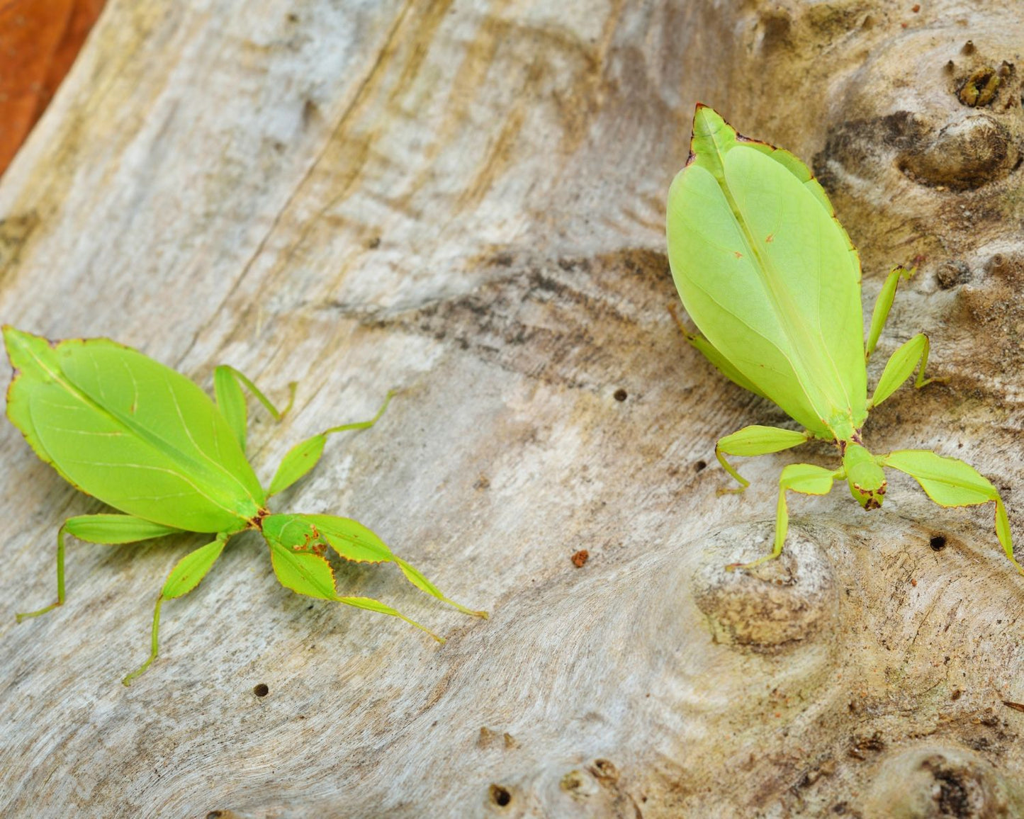 Wandelndes Blatt - Phyllium philippinicum