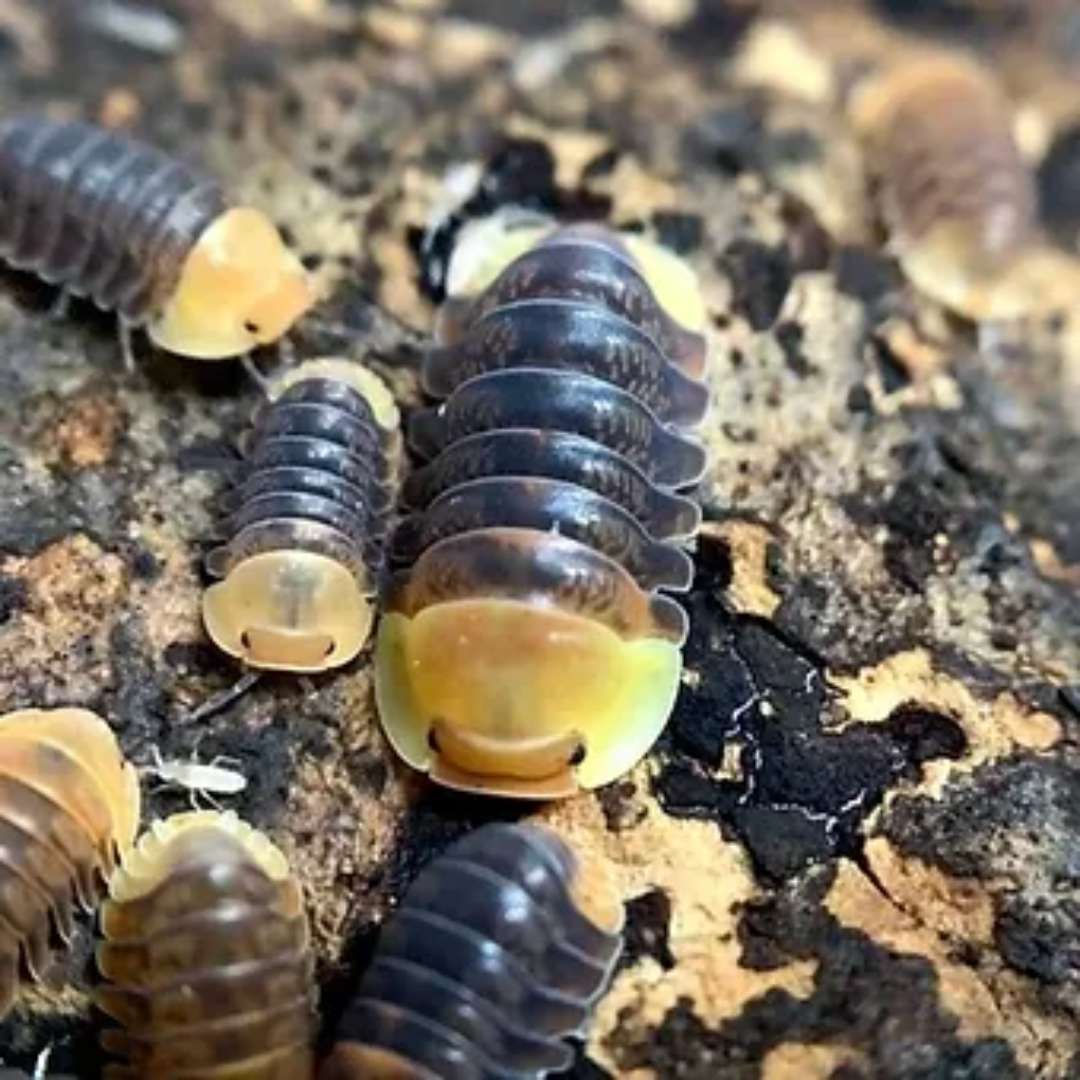 Cloportes - Cubaris Rubber ducky