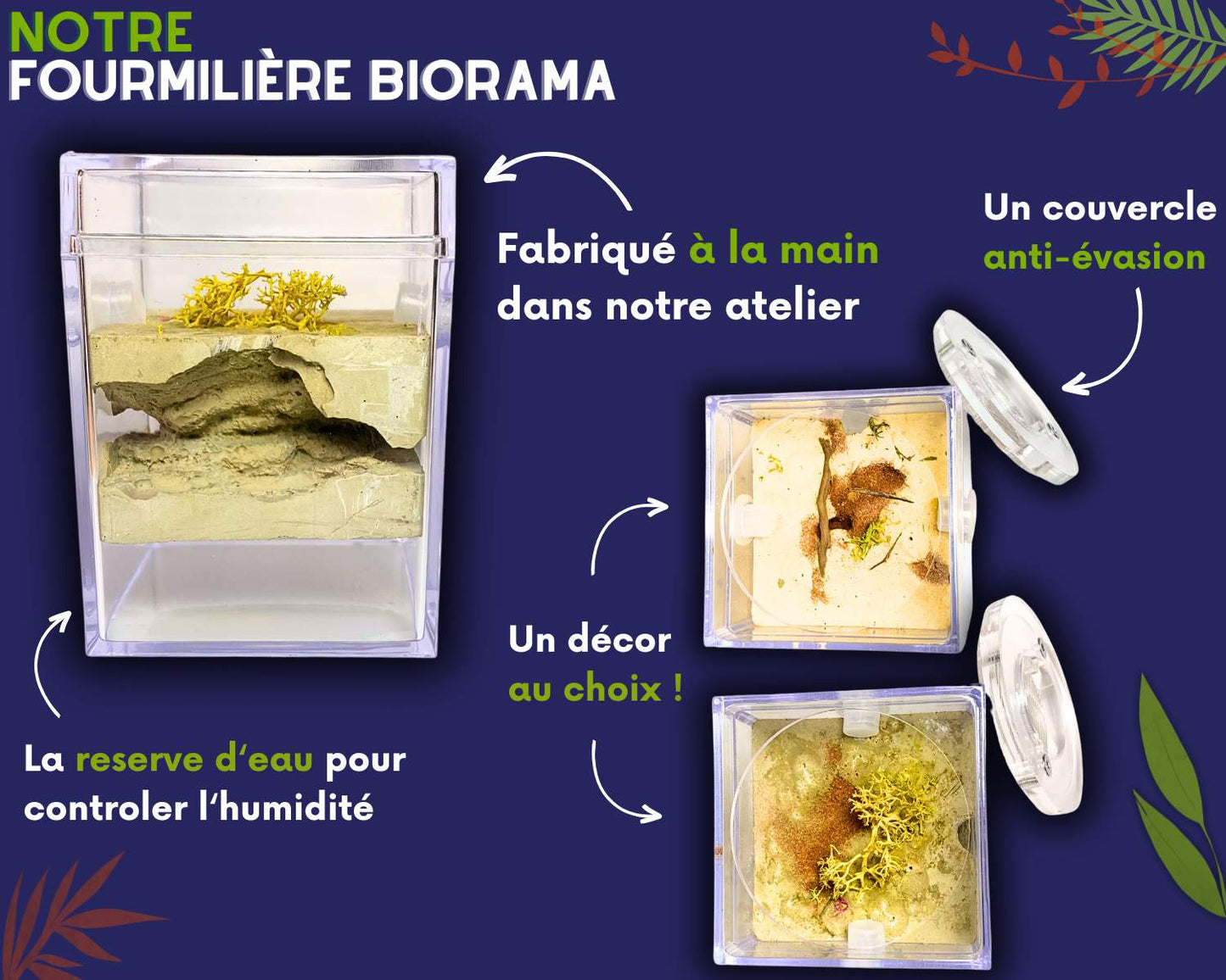 Kit d'élevage fourmis Camponotus Fedtschenkoi