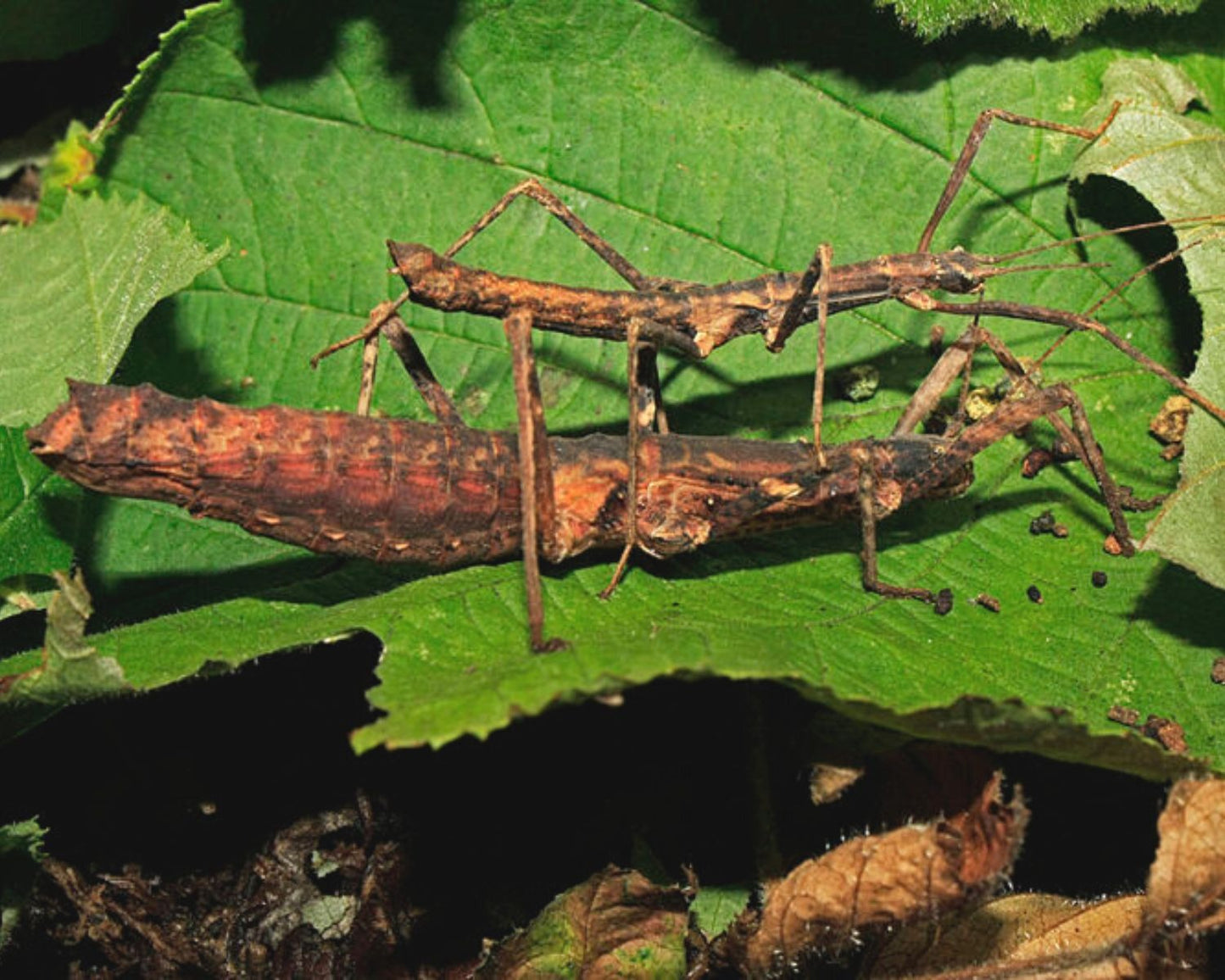 Phasmide - Neohirasea nana