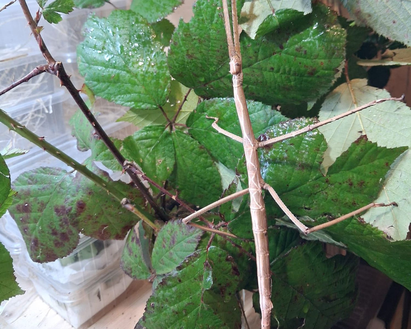 Phasmide - Tirachoidea biceps