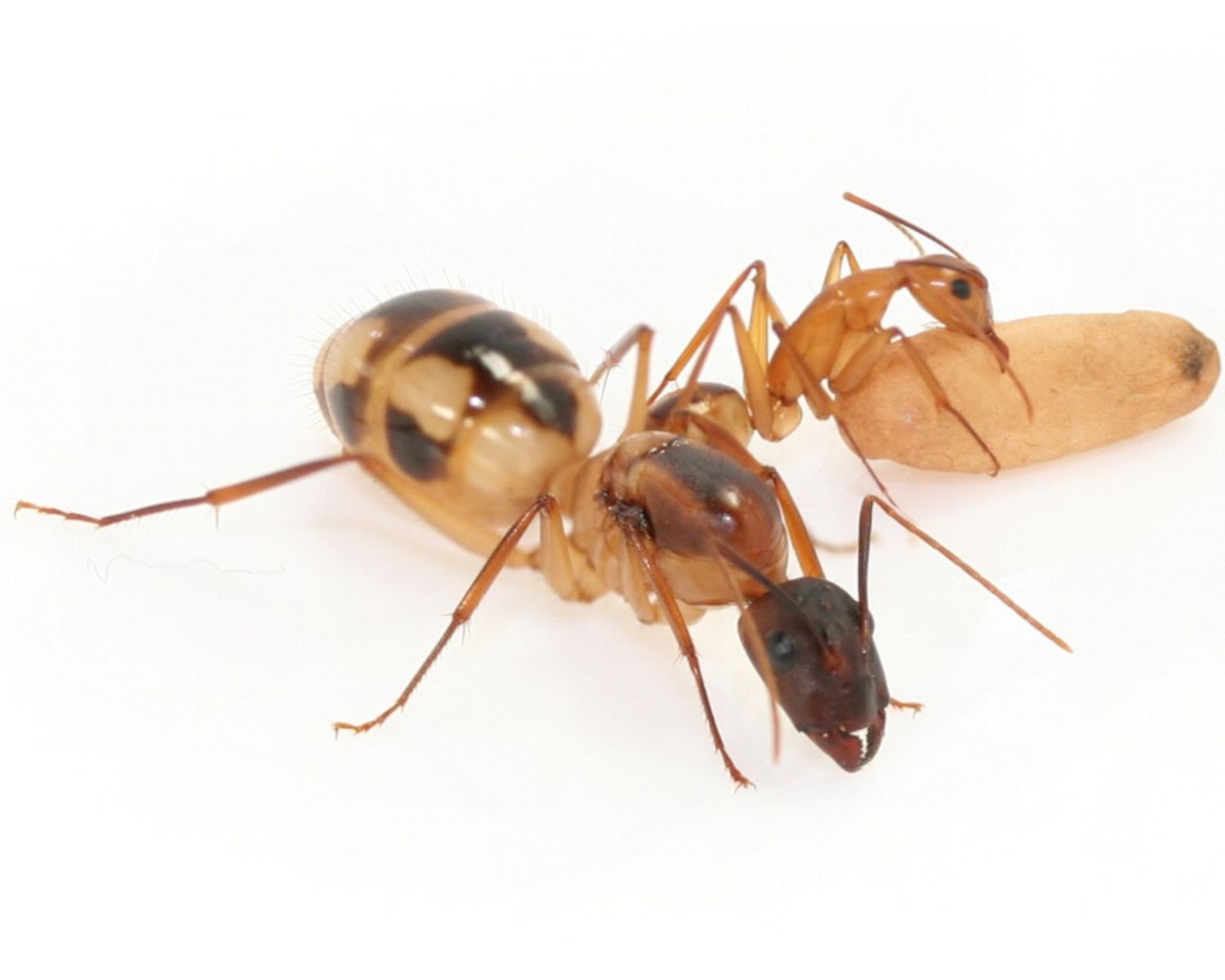 Fourmis camponotus maculatus