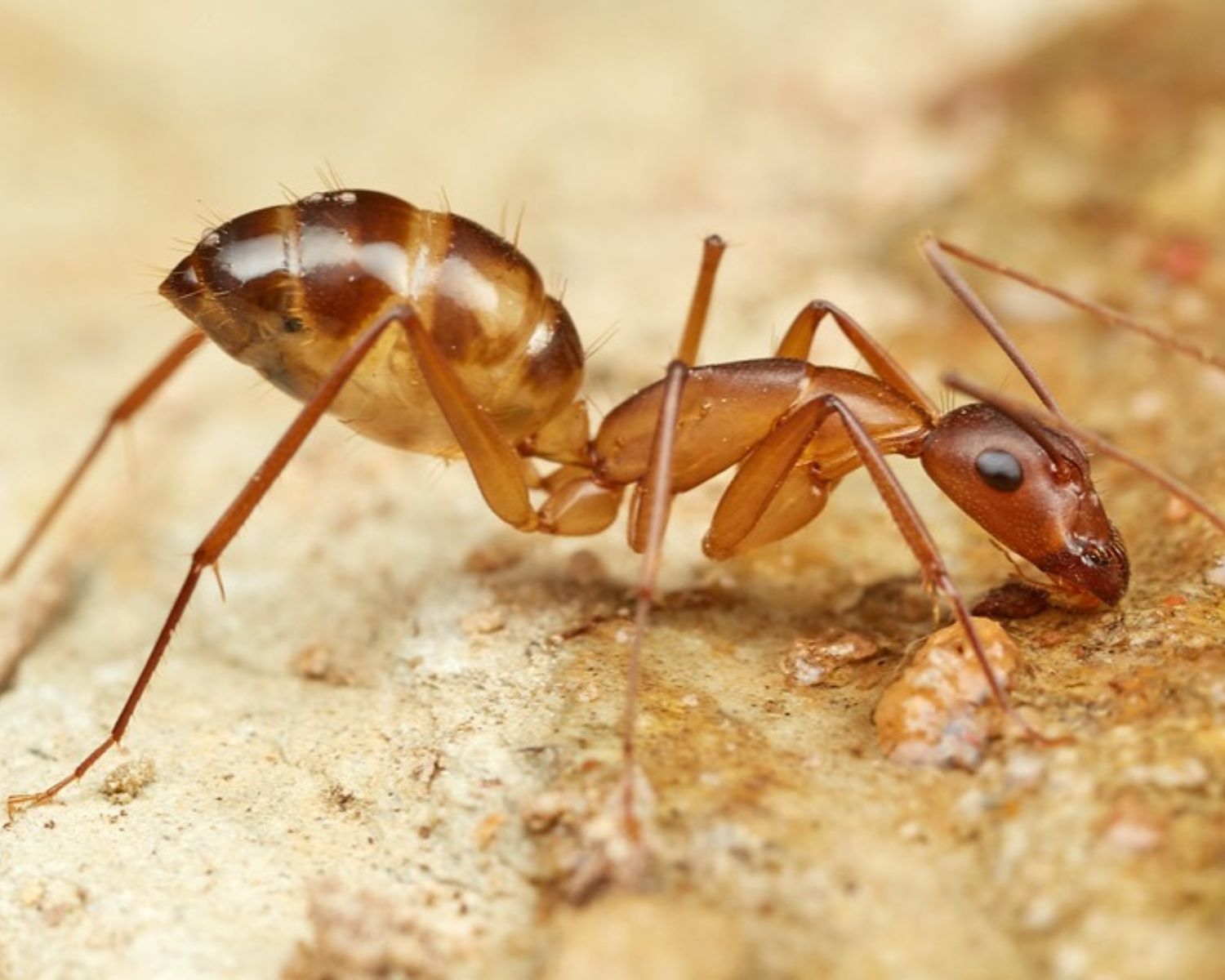 Acheter fourmis camponotus maculatus