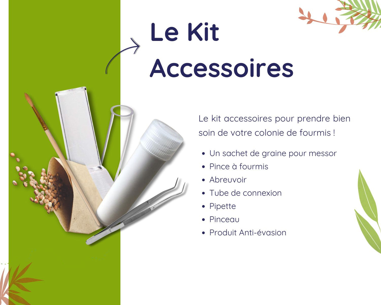 Kit d’élevage de Fourmis - Pack Fondation DELUXE