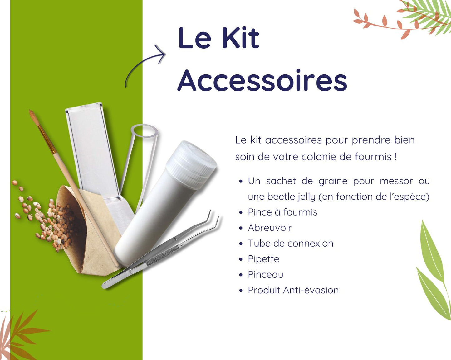 Kit d’élevage de Fourmis - Pack Fondation STARTER