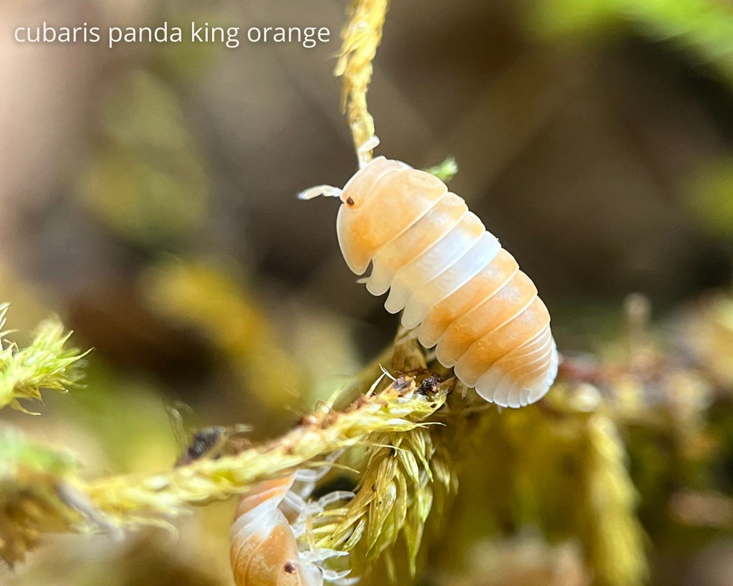 Cloportes - Cubaris Panda King Orange