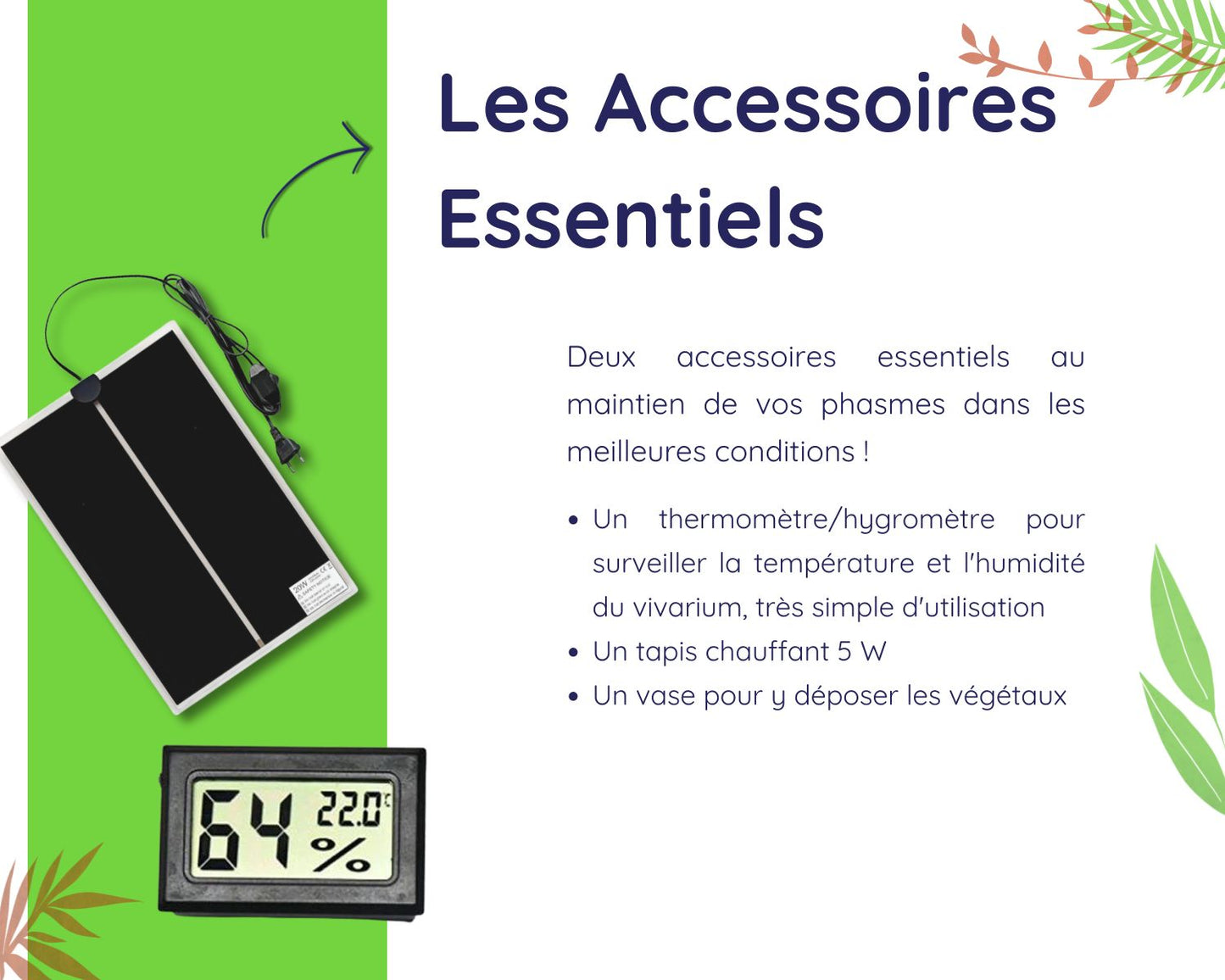 Kit d'élevage - Phasme