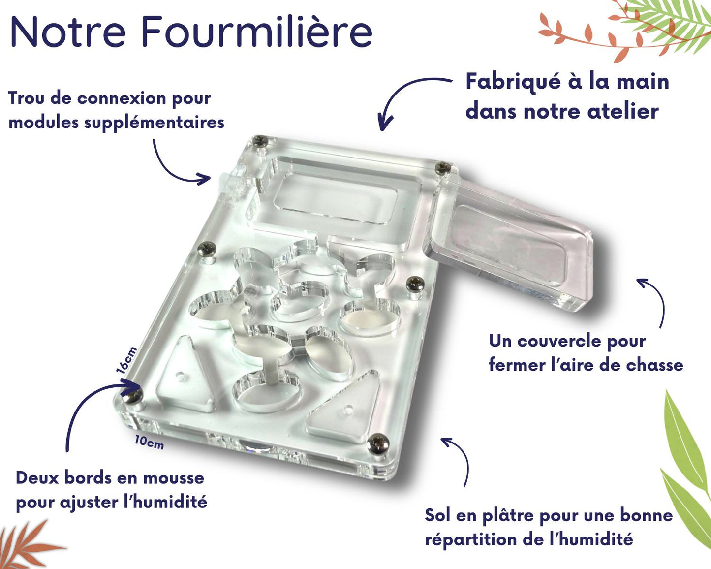 Kit d’élevage de Fourmis - Pack Fondation DELUXE