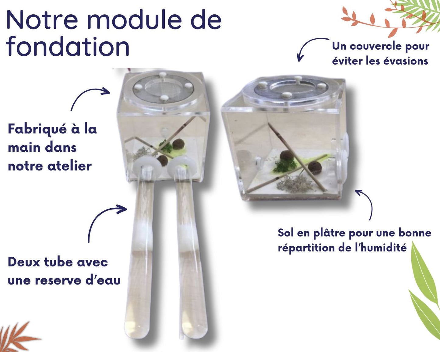 Kit d’élevage de Fourmis - Pack Fondation STARTER
