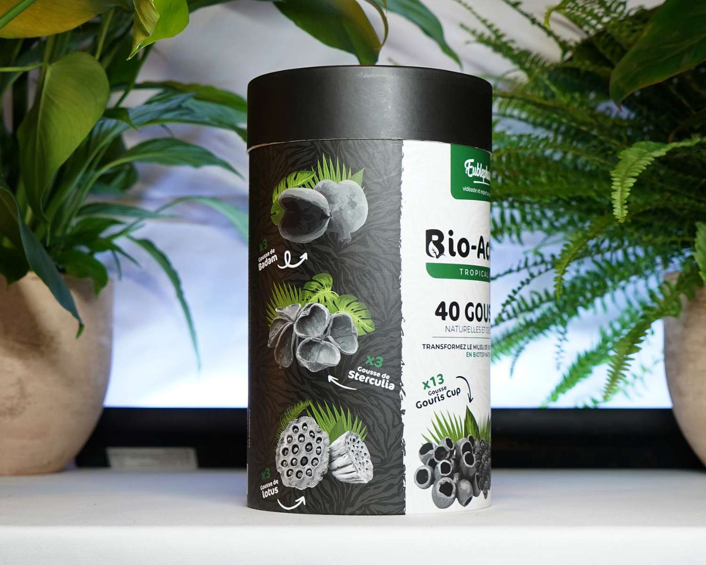 Eublepharis Kit Tropical 40 Gousses