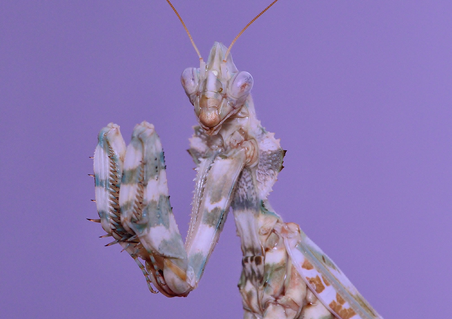 Gottesanbeterin - Blepharopsis Mendica