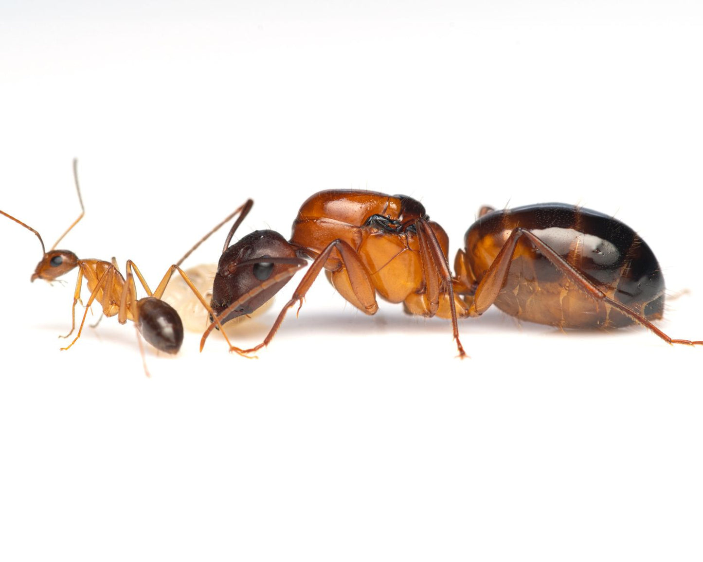Ameisen - Camponotus pilicornis