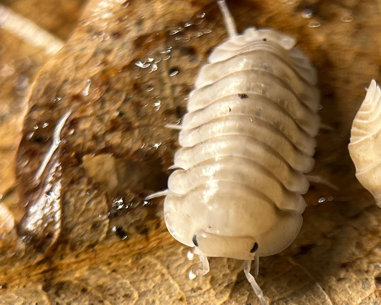 Asseln – Cubaris Panda King