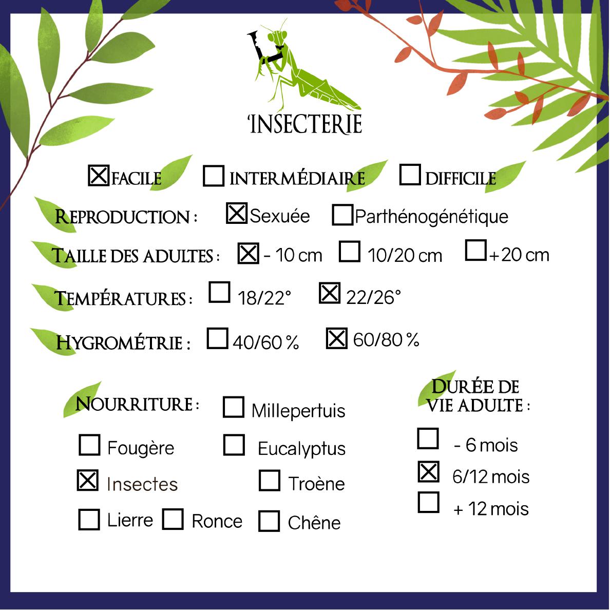 Mante feuille - Phyllocrania paradoxa