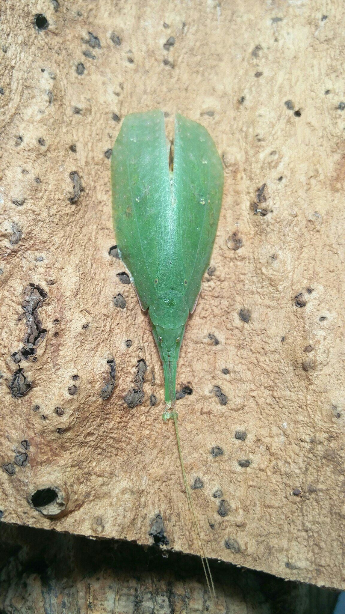 Sauterelle - Phyllomimus sp truncatus