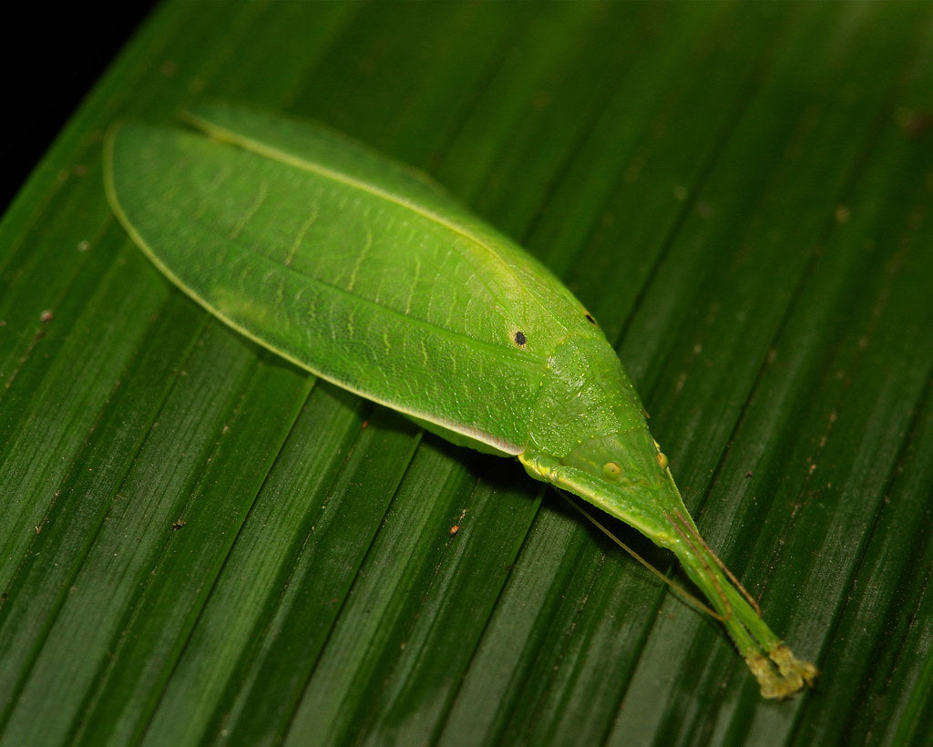 Sauterelle - Phyllomimus sp truncatus