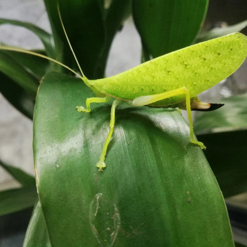 Sauterelle - Phyllomimus sp truncatus
