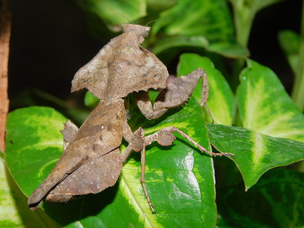 Blattmantis - Deroplatys desiccata