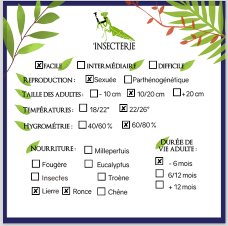 Phasme - Oxyartes vietnamensis