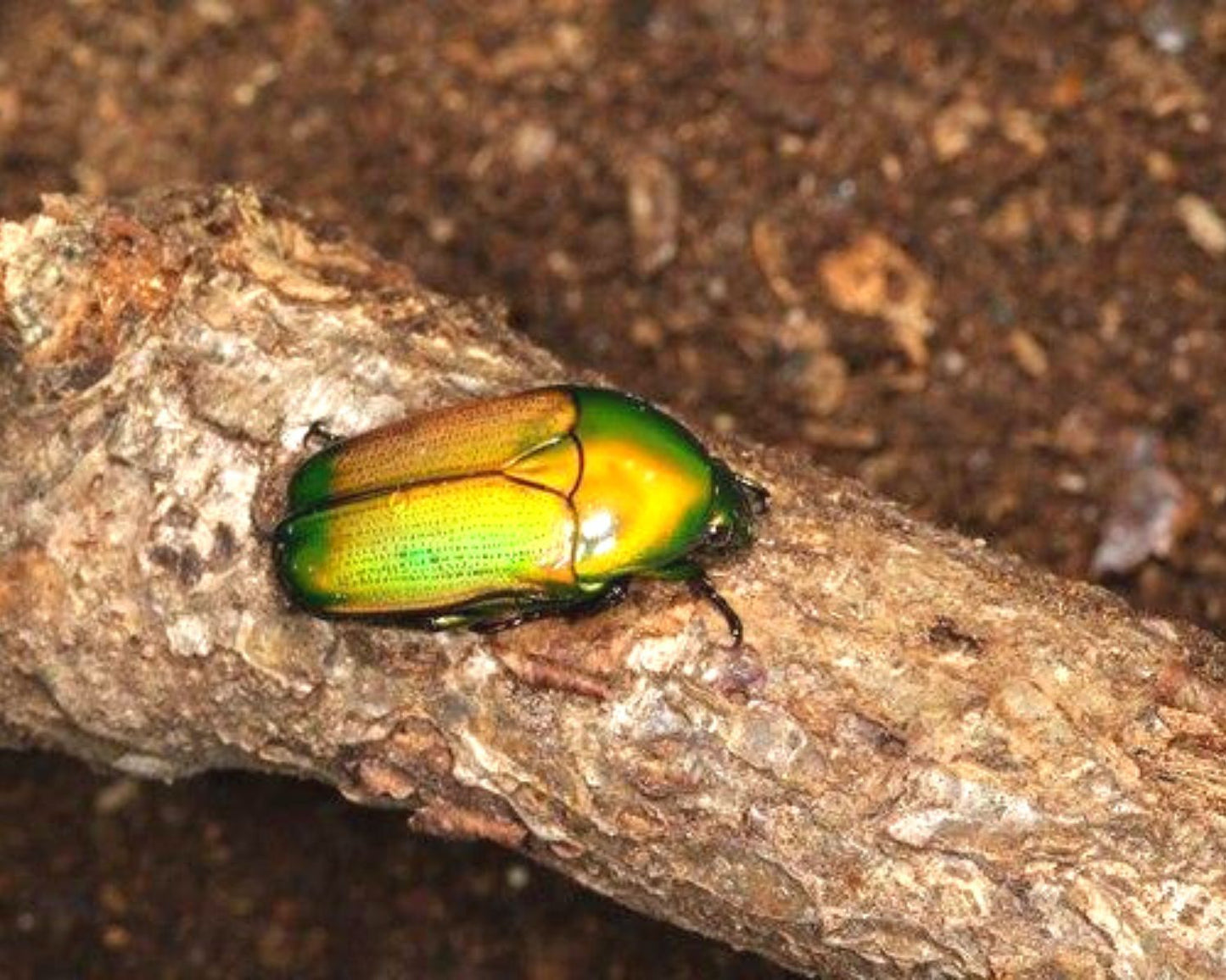 Rosenkäfer - Chlorocala africana africana