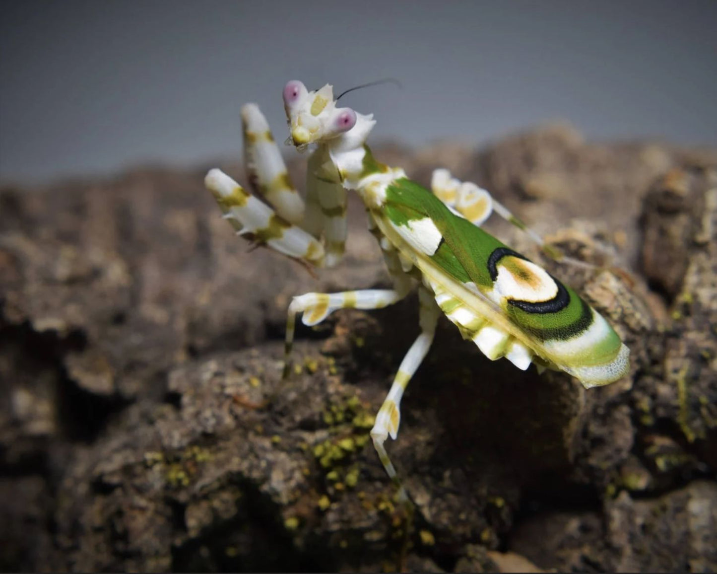 Blütenmantis - Chlidonoptera lestoni