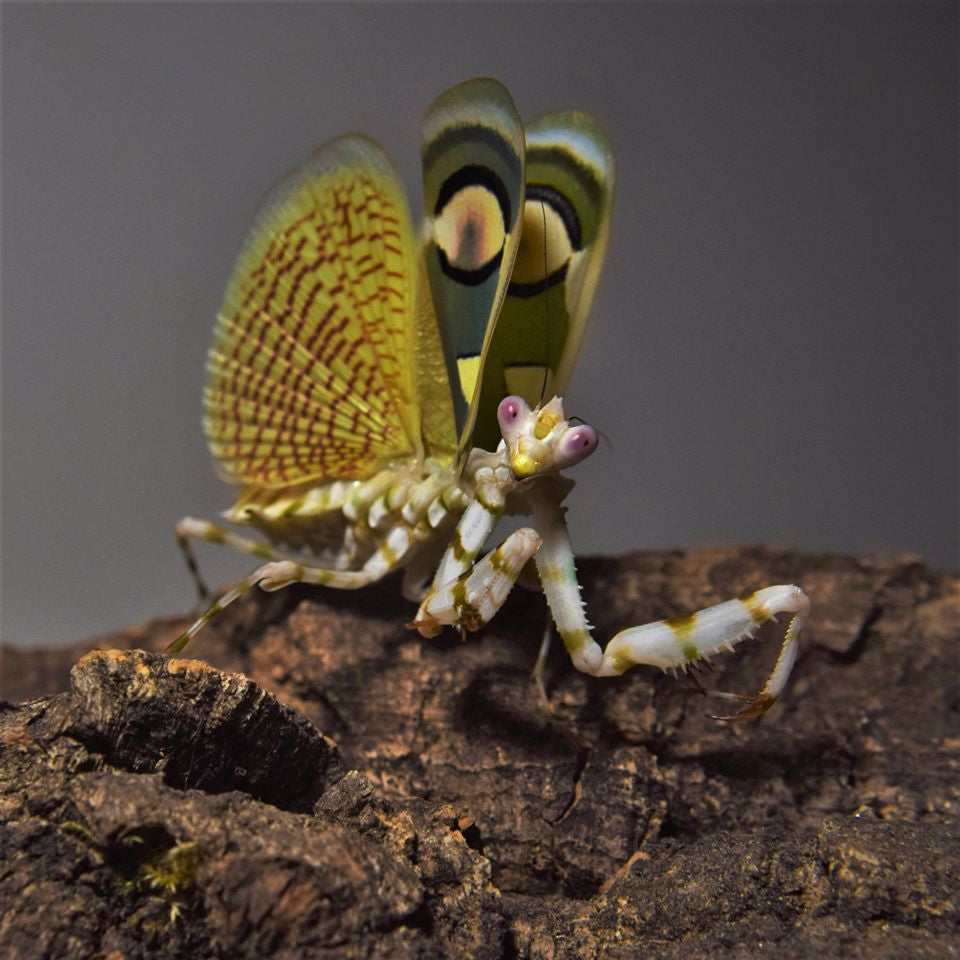 acheter-mante-Chlidonopteral-estoni