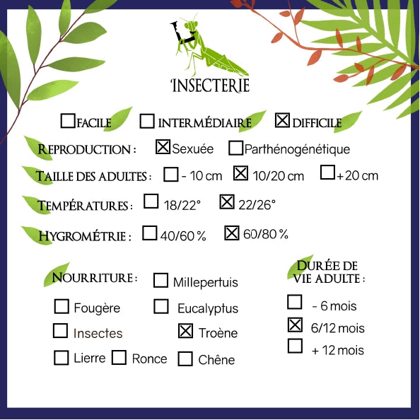Phasmide - Necroscia annulipes