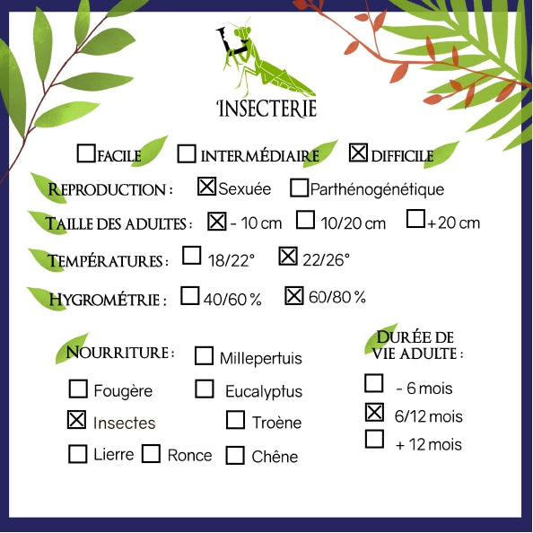 Mantide - Stagmatoptera femoralis