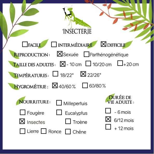 Blütenmantis - Chlidonoptera lestoni