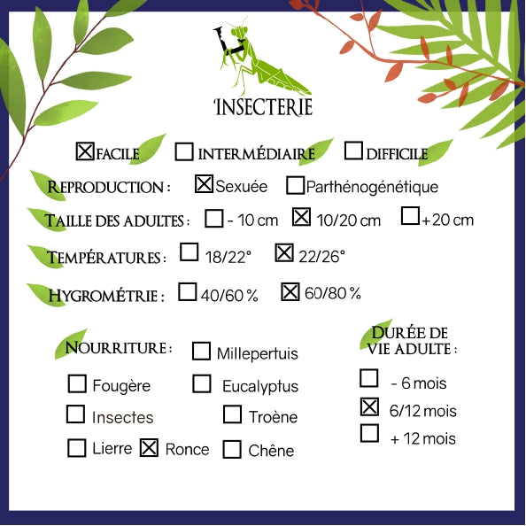 Phasmide - Lobofemora scheirei