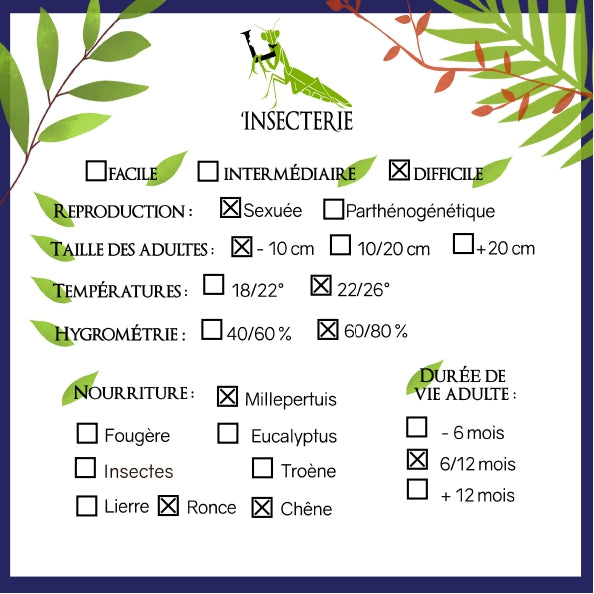 Phasmide - Epidares nolimetangere