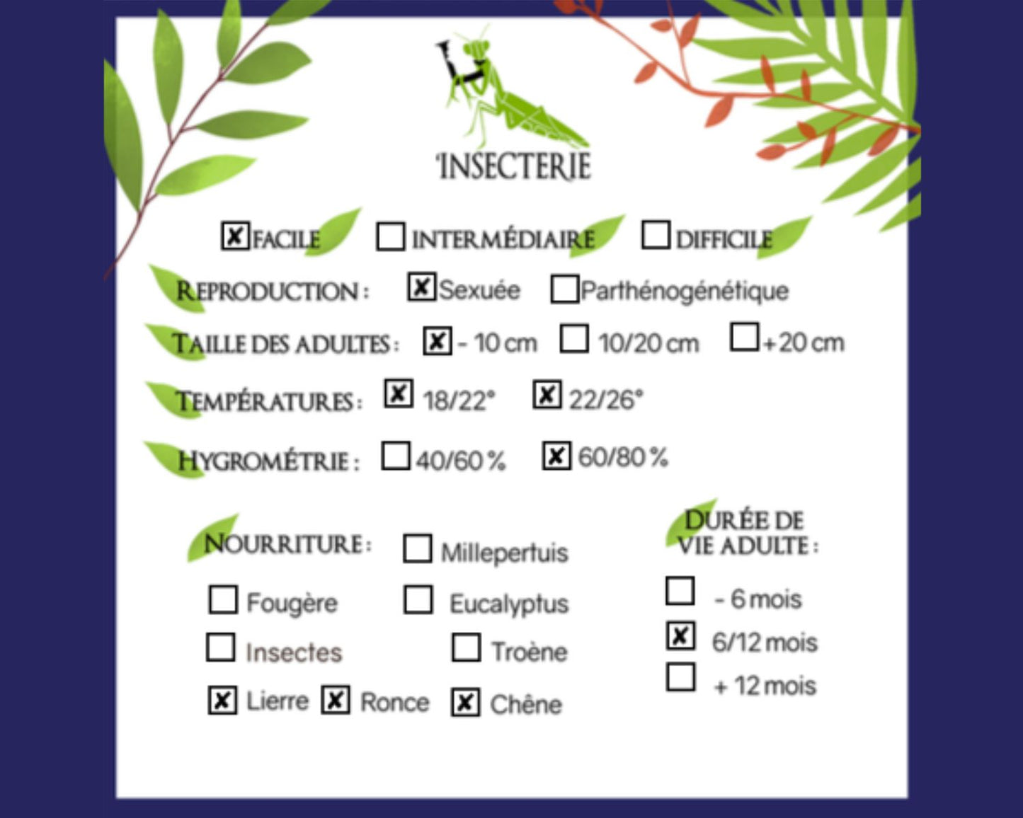 Phasme - Eurycantha insularis (coriacea)