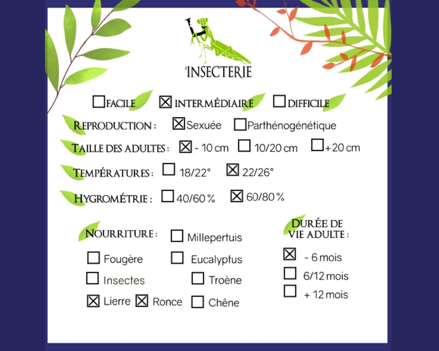 Phasmide - Heteropteryx Dilatata