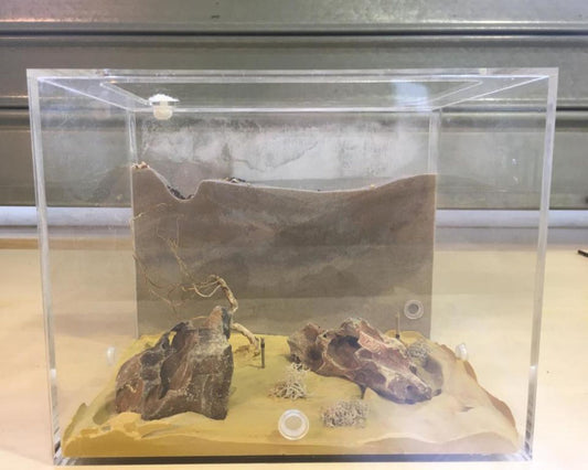 Grabbarer Ameisenhügel zum Verkauf bei L'Insecterie