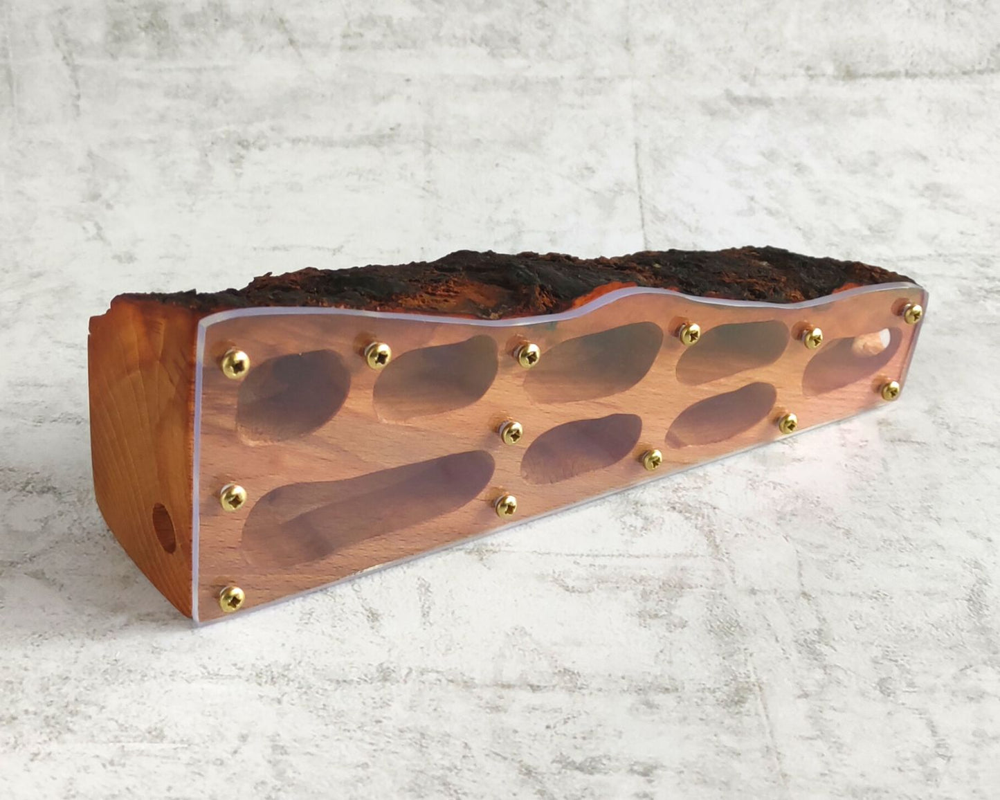 Fourmilière en bois de hêtre 20 x 6cm