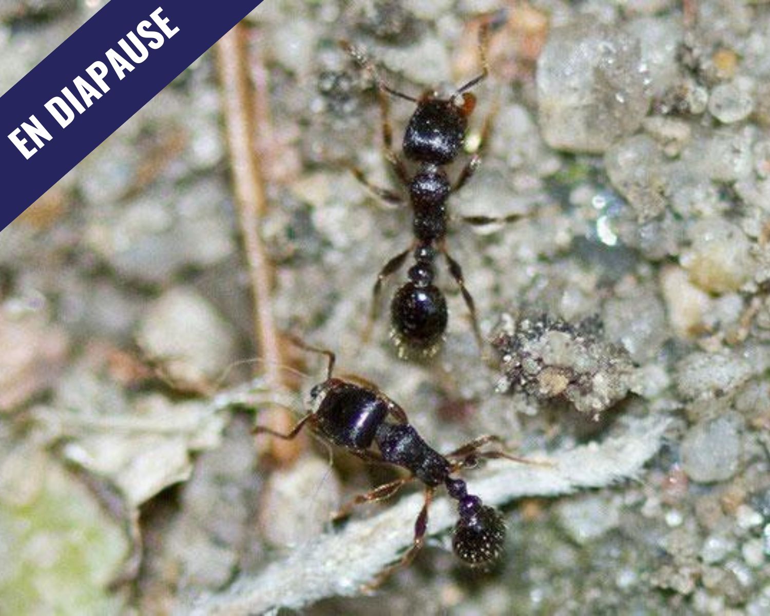 Acheter Fourmis Tretramorium caespitum