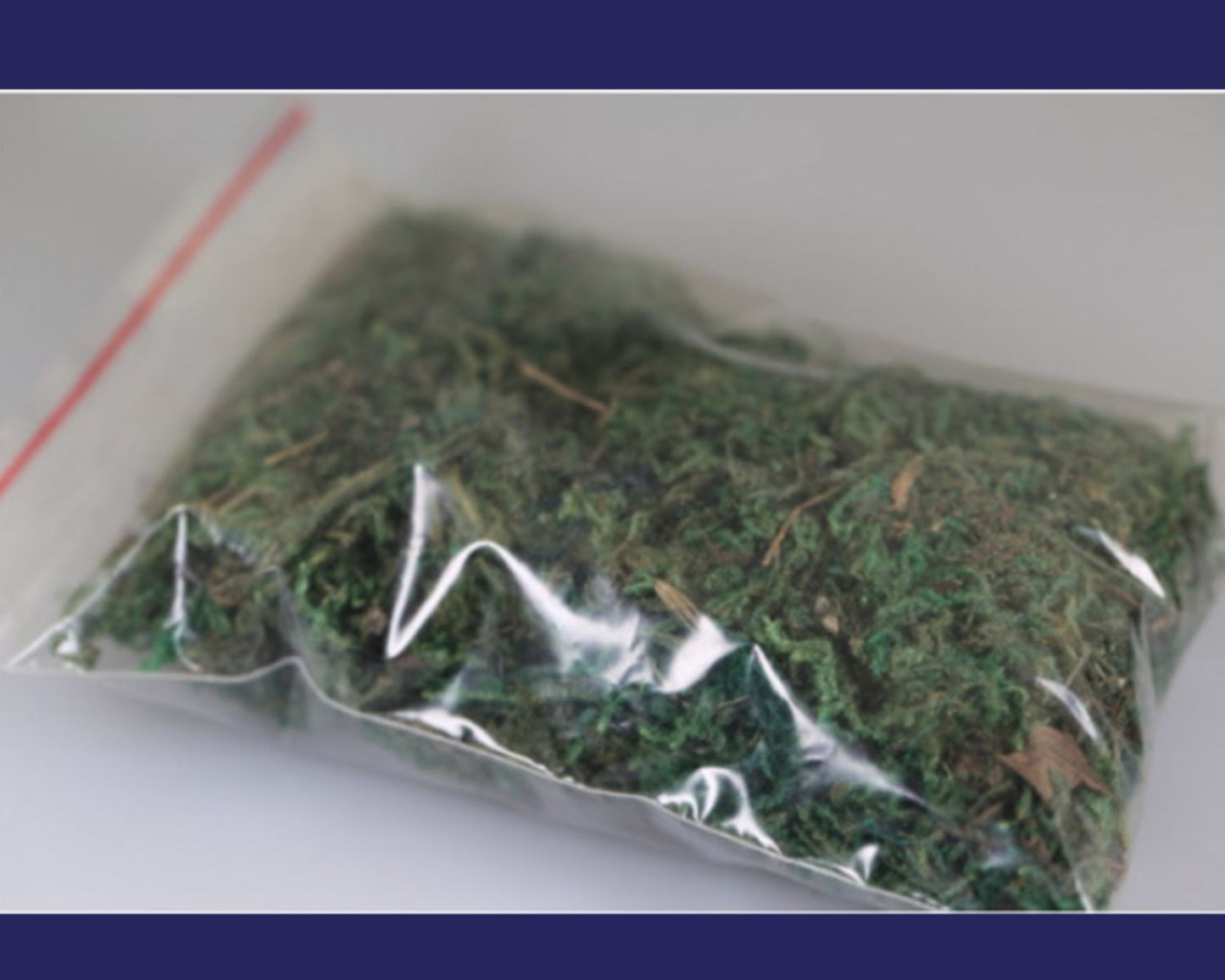 Ameisen-Dekorationsschaum