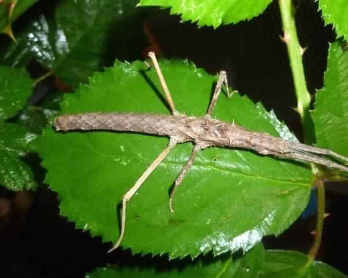 Phasmide - Neohirasea sp "Cat Ba"