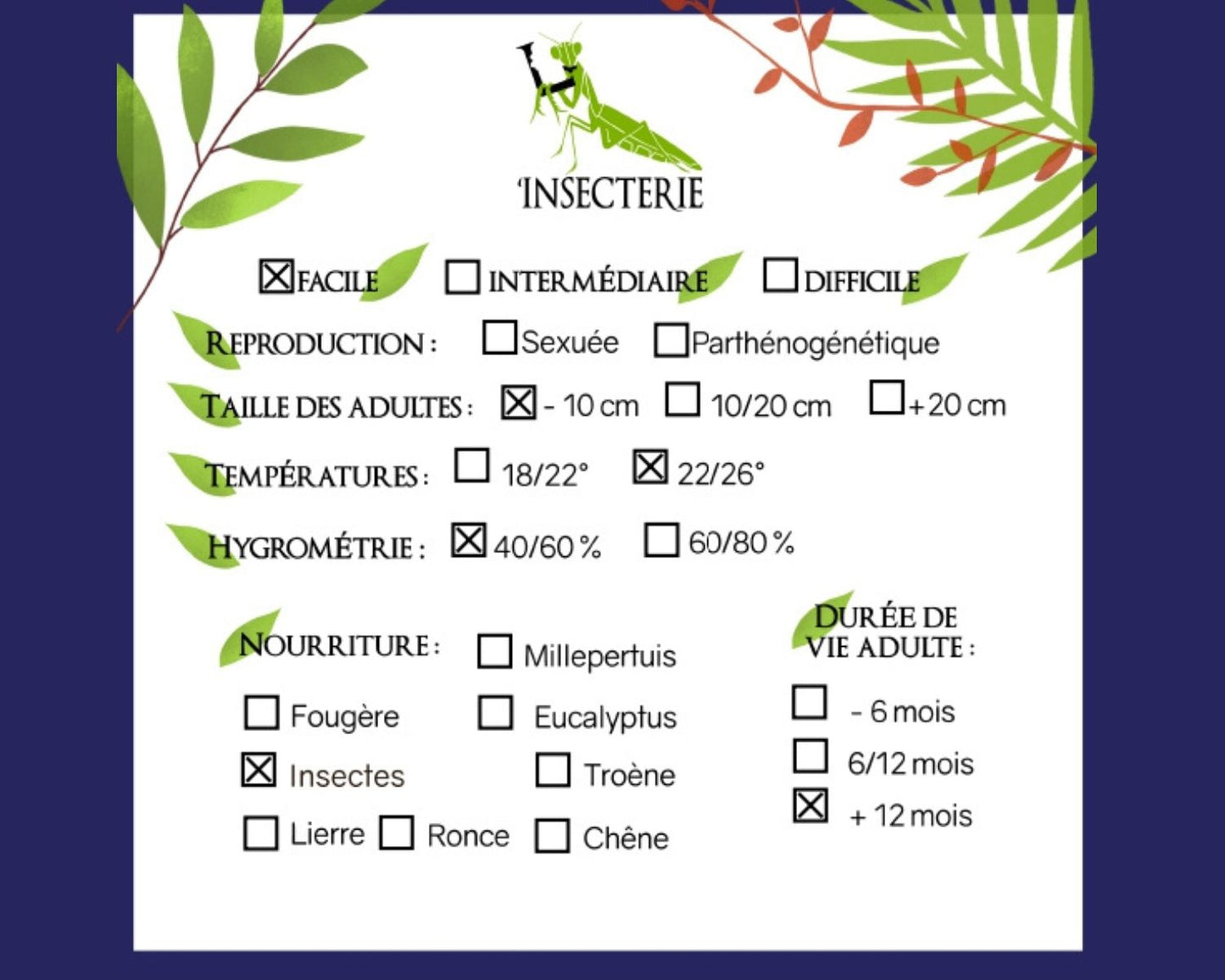 Pheidole pallidula fiche d'élevage